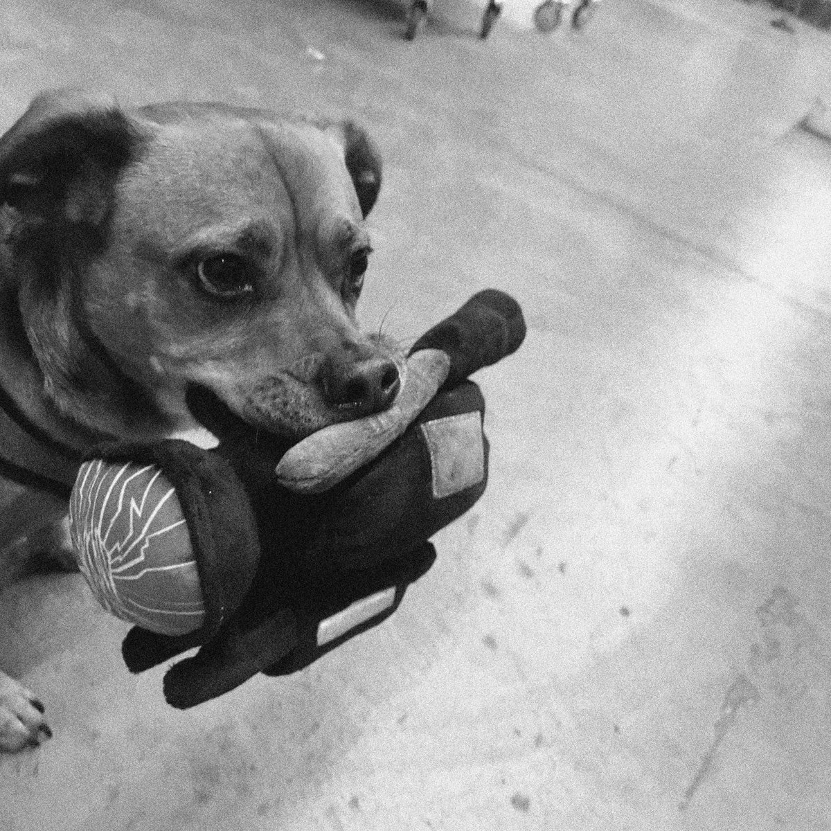 WKND - HPX Dog Toy Plushie – Image 5